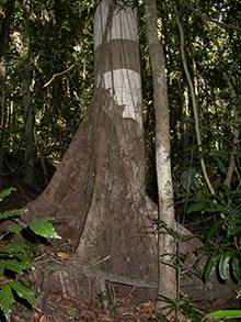 Cryptocarya macdonaldii Cooloola Laurel by Peter Poropat